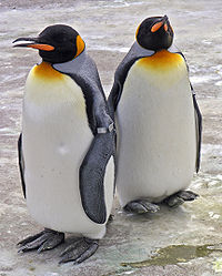 Pinguïns zijn een bekend voorbeeld van vluchtloze vogels...