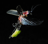 Létající a svítící světluška Photinus pyralis.
