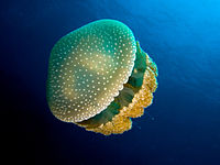 Meduza z belimi pikami