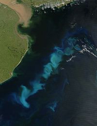Fytoplanktonbloei in de zuidelijke Atlantische Oceaan voor de kust van Argentinië