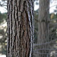 barken från en Monterey Pine  