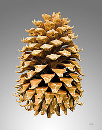 Con de Pinus femelă matură, care arată cum se deschid solzii când se usucă