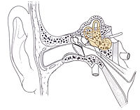 Questo mostra l'aspetto dell'orecchio interno, il sistema vestibolare è la parte colorata. L'orecchio interno è la parte dell'orecchio che si trova all'interno della testa di una persona.