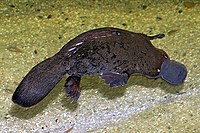 Platypus , nejznámější monotrema.  
