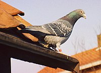 Poštový holub