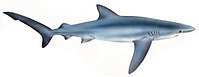 Un dibujo de un tiburón azul