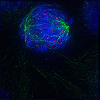 Korai prometafázis: A magburkolat eltűnt, a mikrotubulusok kölcsönhatásba lépnek a kromoszómák kinetochorjaival.