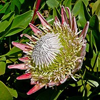 Protea . De Proteaceae zijn een familie van bloeiende planten die volledig beperkt zijn tot de zuidelijke continenten.  