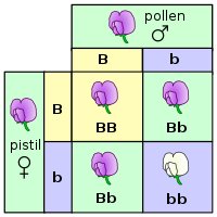 Quadrado de punnett de uma das cruzes de Mendel, entre pais heterozigotos para os alelos de cor púrpura/branco. O alelo púrpura é dominante.