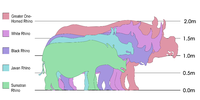 Velikosti jednotlivých druhů nosorožců.  