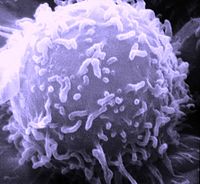 Un'immagine al microscopio elettronico a scansione (SEM) di un singolo linfocita umano.