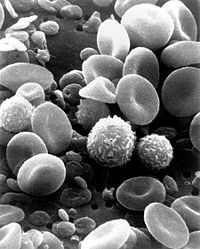 Een beeld van een rasterelektronenmicroscoop van normaal circulerend menselijk bloed. Men kan rode bloedcellen zien, verschillende bobbelige witte bloedcellen waaronder lymfocyten, een monocyt, een neutrofiel, en vele kleine schijfvormige bloedplaatjes.