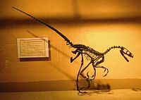 Saurornitholestes , um saurornitholestino.