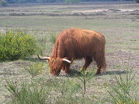 O gado das Highland Cattle está altamente adaptado ao clima frio.