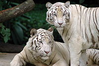 Tigres blancos en los Jardines Zoológicos de Singapur  