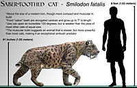 Smilodon fatalis on kujutatud mõõtkavas, et näidata selle kehaehitust.