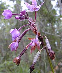 Bloemen en vruchten van de grondorchidee, Spathoglottis plicata: de "inferieure" eierstok ligt onder de aanhechting van andere bloemdelen
