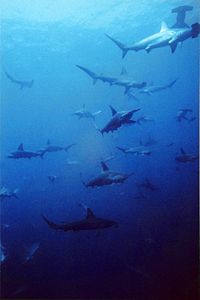Grupė plaktagalvių plaktagalvių ryklių