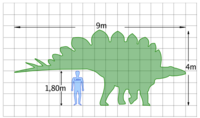 Storleken på en Stegosaurus jämfört med en människa  