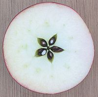 Het gynoecium van een appel heeft vijf carpels