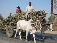Brahman prowadzi woły z ładunkiem trzciny cukrowej w Indiach.