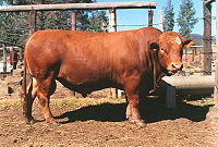 Býk Symonds používaný pro chov masného skotu.