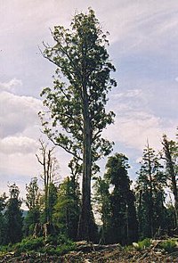 El Grande , około 280 stóp wysokości, najbardziej masywny (choć nie najwyższy) Eukaliptus regnans został przypadkowo zabity przez wycinaków spalających szczątki drzew nadających się do wyrębu (mniej niż 280 stóp), które zostały wycięte wokół niego.