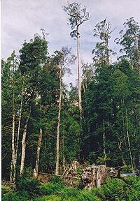 Eucalyptus regnans, kas aug 80 metru augstumā ekstensīvas mežizstrādes zonā, Tasmānija
