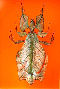 Un insecto hoja en el Museo Infantil de Indianápolis  