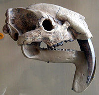 Thylacosmilus atrox schedel