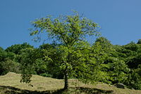 Een tamme kastanjeboom in Ticino, Zwitserland