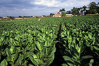 Een tabaksveld in Pinar del Río.  