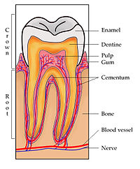 Menselijke tand