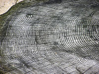 Tmavé čáry mezi středem a kůrou jsou dřeňové paprsky, které umožňují proudění živin po kmeni stromu.