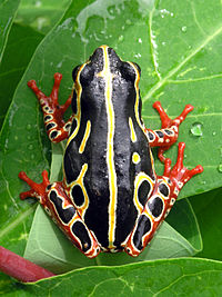 Neidentificirana drevesna žaba iz Konga z opozorilno obarvanostjo. Zagotovo je strupena