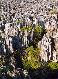  Van een World Heritage Site in Madagaskar, het Tsingy de Bemaraha Strict Nature Reserve. Geleidelijke erosie heeft uitgestrekte velden met kalkstenen spitsen opgeleverd die plaatselijk bekend staan als tsingy, afgewisseld met droge bossen, meren en mangrove-moerassen die bewoond worden door talrijke endemische en bedreigde maki's en vogelsoorten.