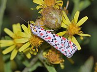 Crimson Speckled Moth: Farvens funktion er ukendt, måske er den aposematisk. Bagvingerne er anderledes, og mere normale.