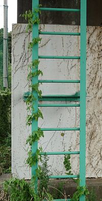 Viinapuu, mis keerleb ümber terasest fikseeritud redeli