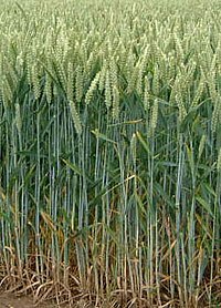 Le blé - une source de gluten de premier choix