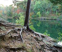 As raízes das árvores ancoram a estrutura e fornecem água e nutrientes. O solo se desgastou ao redor das raízes deste jovem pinheiro