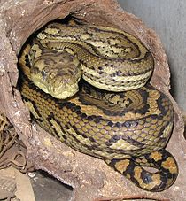 O tapete australiano Python, uma das formas que a 'Serpente Arco-Íris' pode assumir nos mitos da 'Serpente Arco-Íris'.