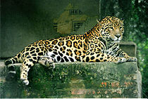 Een jaguar