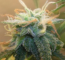 Cannabinoïden worden gevonden in cannabisplanten zoals deze.