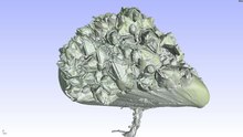 Play media file Computer-animated 3D view of a µCT scan of a young mussel heavily covered with barnacles. Resolution of the scan approx. 29 µm/voxel.