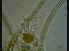Reproduzir mídia Amoeba engolfando uma diatomácea