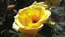 Media afspelen Gele roos (Rosa foetida) die door een bij wordt bestoven
