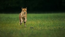 Play media file High speed video of cheetahs racing