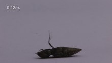 Média lejátszása Egy videó, amelyen egy bogár (Agrypnus murinus) a levegőbe röpteti magát.