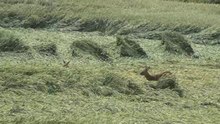 Play media file Two deer galloping in a field