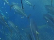 Spela upp media Migration av blåfenad tonfisk  